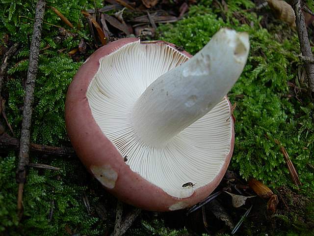 I  Funghi  della  faggeta  calcarea